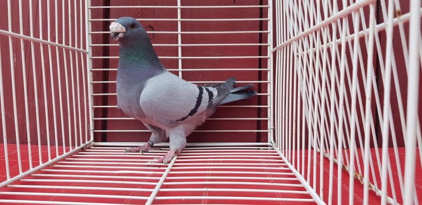 307A6F87-712B-4410-8DA2-8C1E364349B2 - American Show Racer