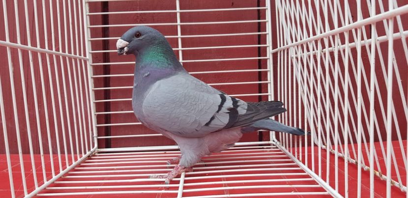 CE4AE572-144E-4B3F-B1CC-57AFE0E74E16 - American Show Racer