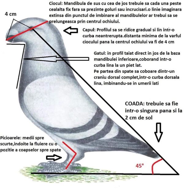 8AB23A07-F59C-44AB-950E-65108B0F1096 - American Show Racer