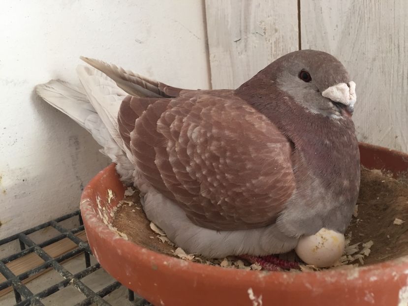 B1BF9FE2-4FF6-40C6-8545-38C1F1650CAC - American Show Racer