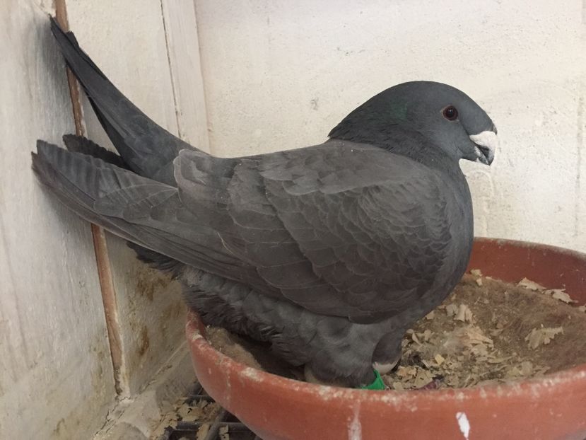 C9EBC644-A132-4D1C-A959-8F9C7953DAE9 - American Show Racer