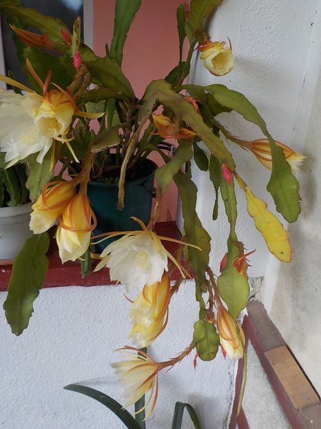  - Genul Epiphyllum