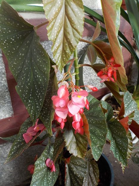  - begonia lucernae