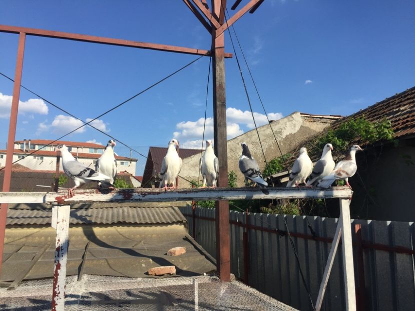 68CA3564-EE4C-43CD-B695-D91556F60C62 - Pui 2020 Galateni