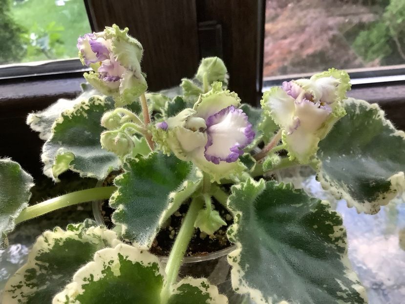 Prima inflorire - LE Tristan