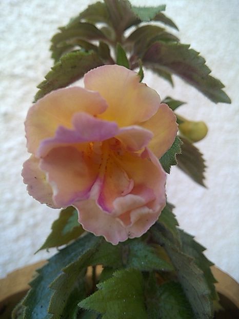 Yellow English Rose - 2020