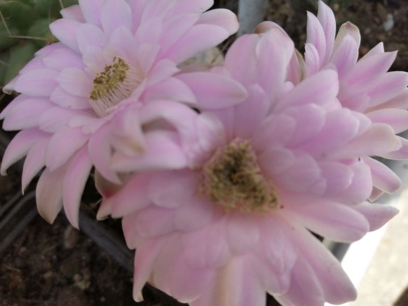  - Agave - cactuși - suculente