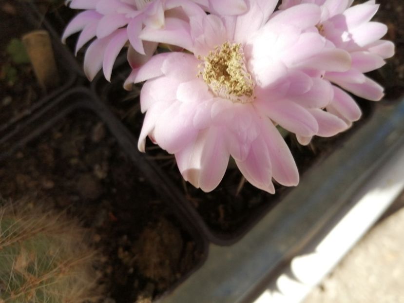  - Agave - cactuși - suculente