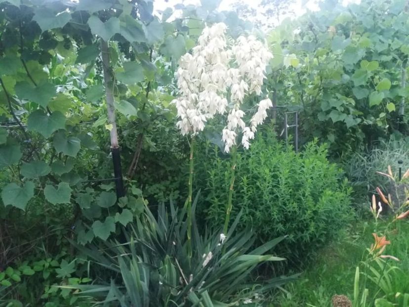 yucca inflorita - casuta de la tara 2020