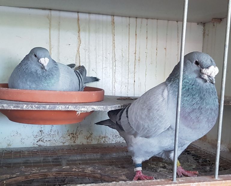 Regele + Sticloasa , ambii 2018 - 2020 Albastri