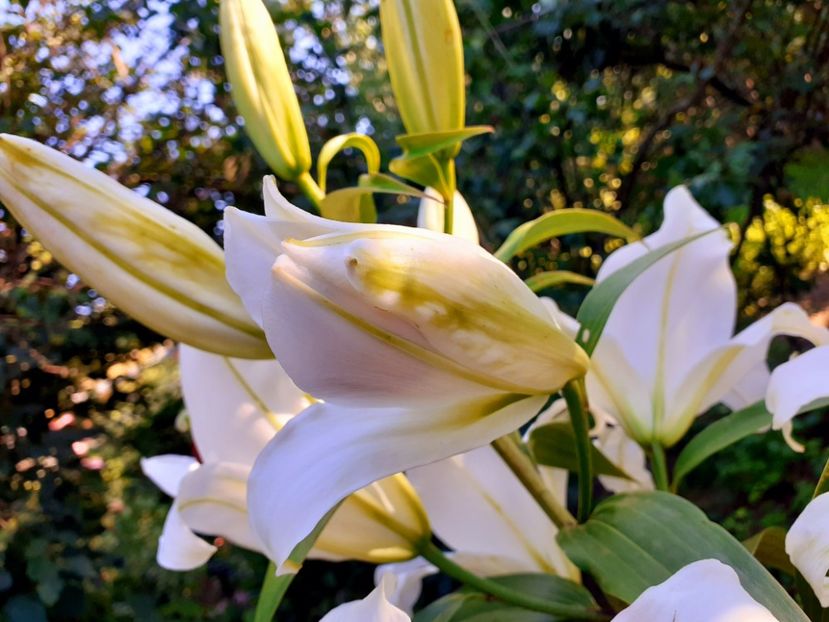  - Crini de gradina 2015- prezent