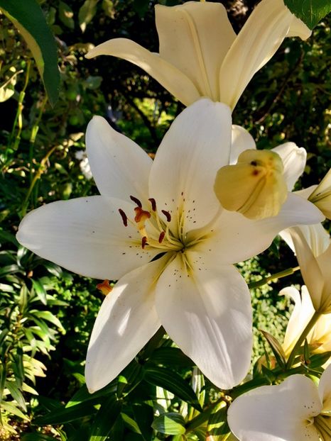  - Crini de gradina 2015- prezent