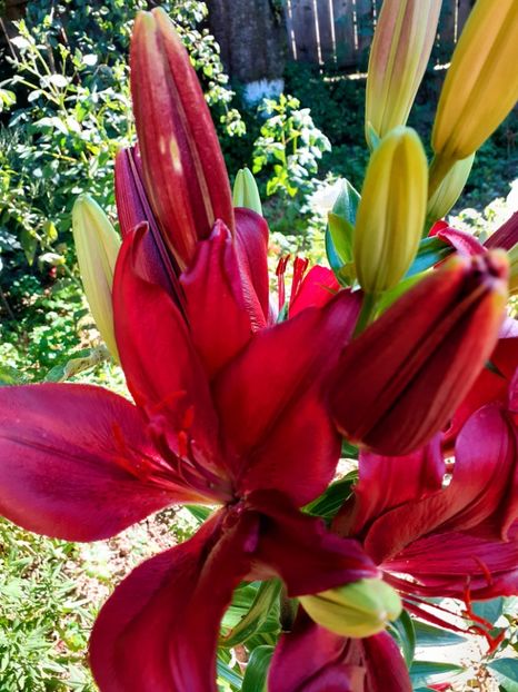  - Crini de gradina 2015- prezent