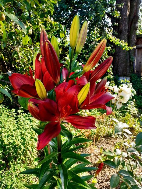  - Crini de gradina 2015- prezent