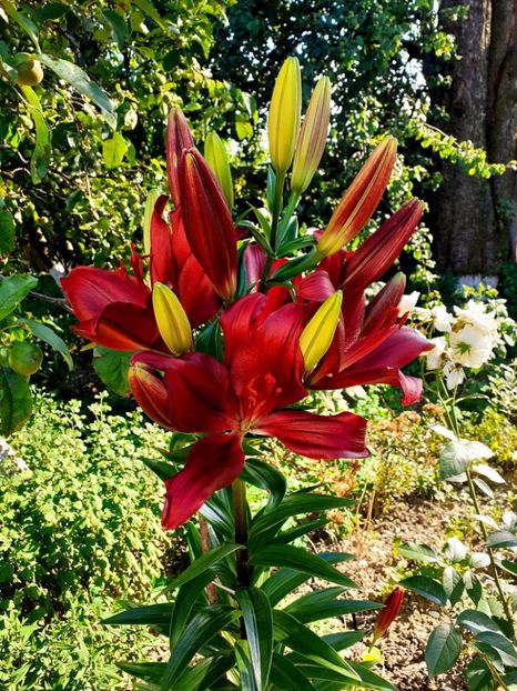  - Crini de gradina 2015- prezent