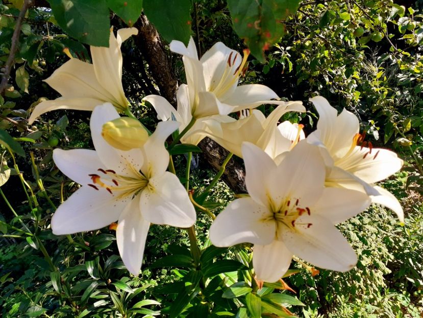  - Crini de gradina 2015- prezent