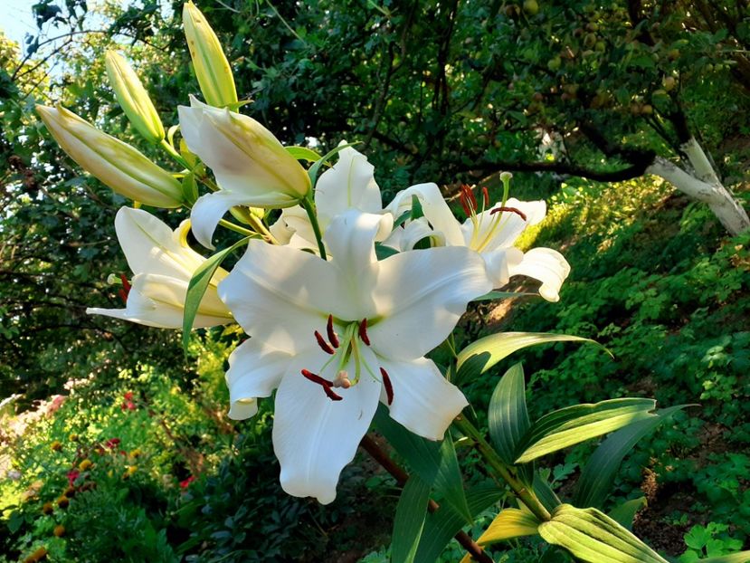  - Crini de gradina 2015- prezent