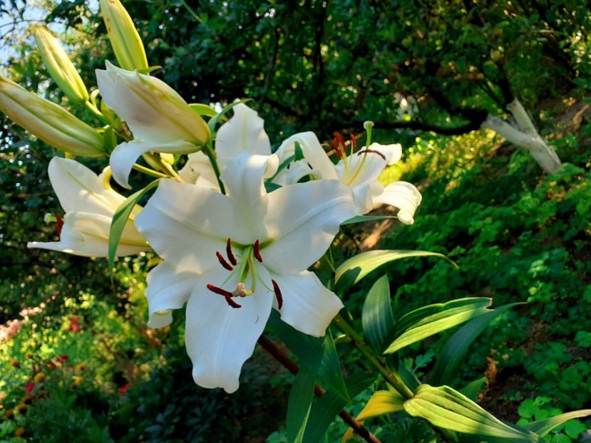  - Crini de gradina 2015- prezent