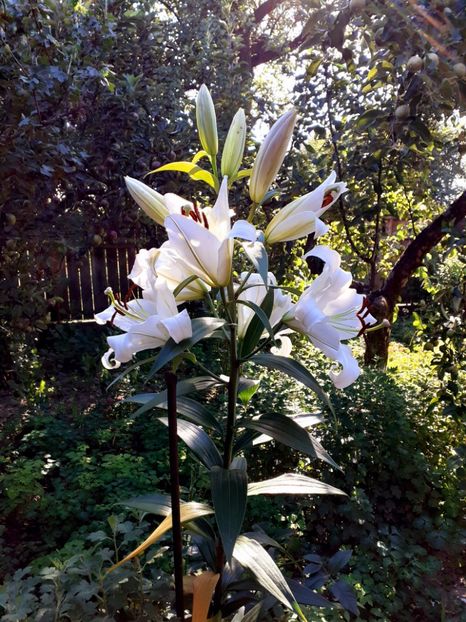  - Crini de gradina 2015- prezent