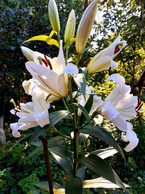  - Crini de gradina 2015- prezent