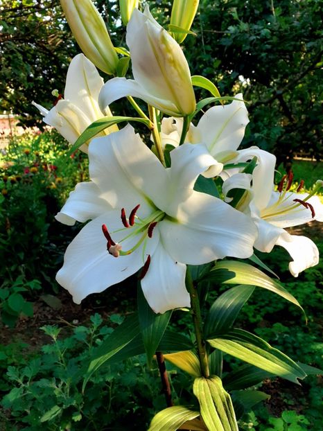  - Crini de gradina 2015- prezent