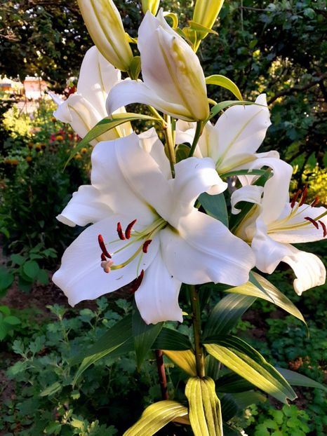  - Crini de gradina 2015- prezent