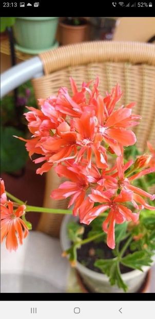 Iulie 2020 - - Els pelargonium