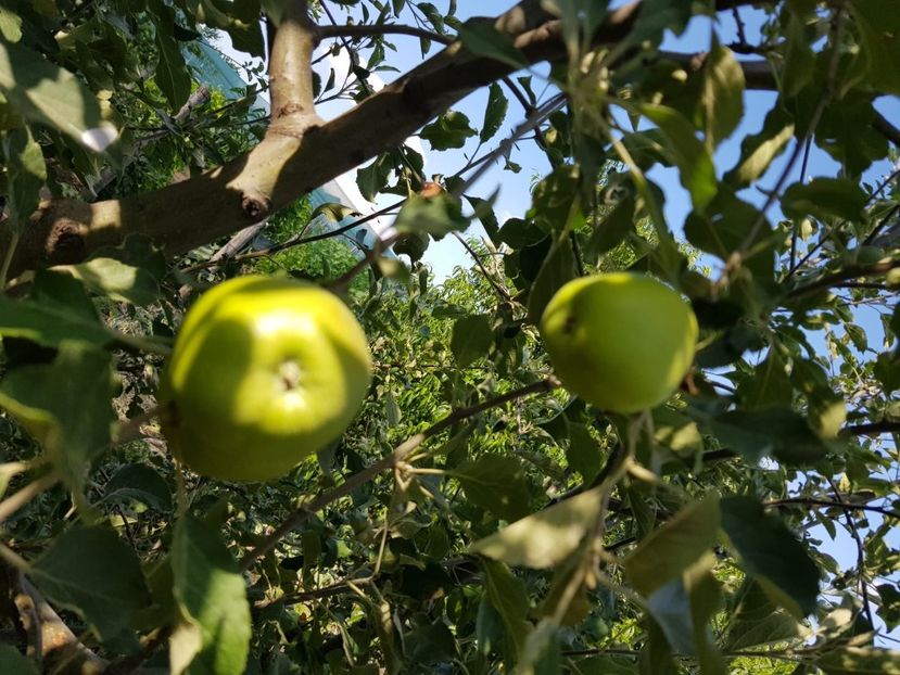 IMG-20200704-WA0044 - DIVERSE 2020