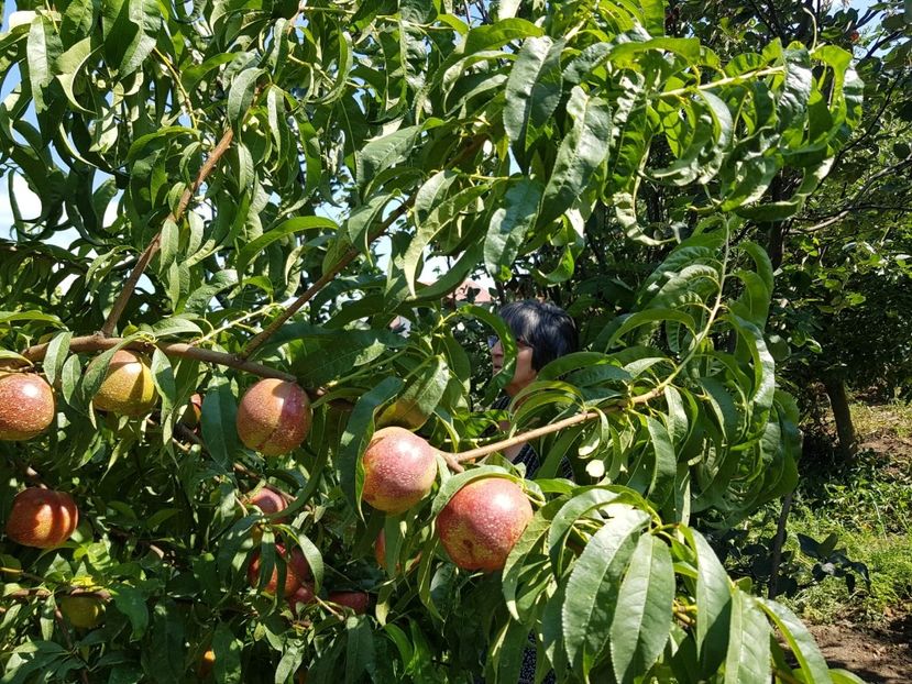 IMG-20200704-WA0040 - DIVERSE 2020