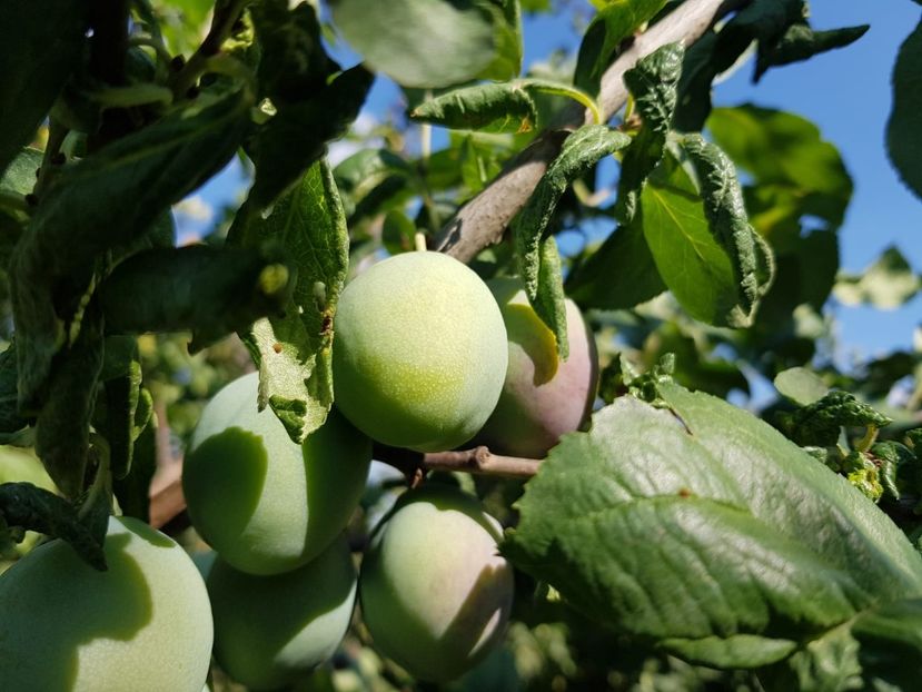 IMG-20200704-WA0036 - DIVERSE 2020