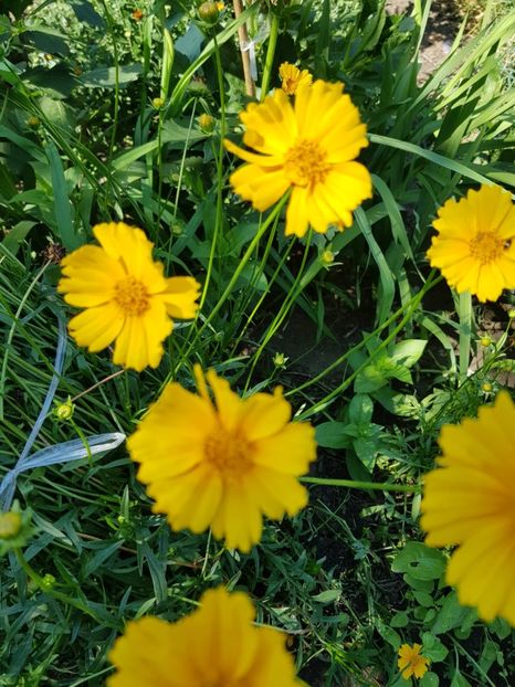 IMG-20200704-WA0034 - DIVERSE 2020