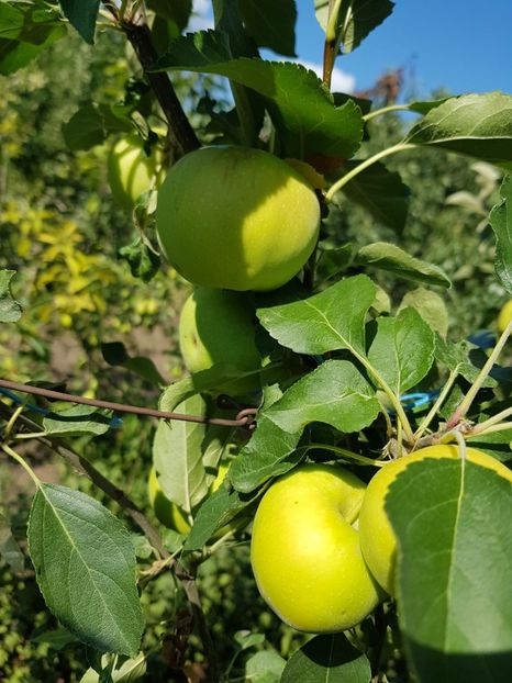 IMG-20200704-WA0030 - DIVERSE 2020