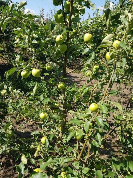 IMG-20200704-WA0028 - DIVERSE 2020