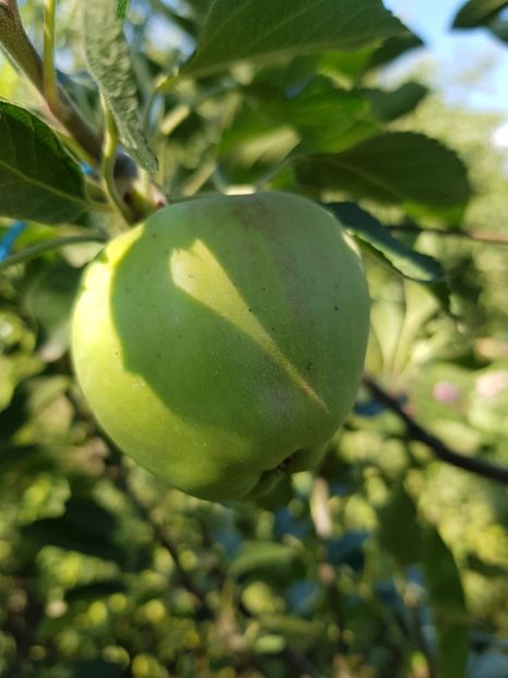 IMG-20200704-WA0025 - DIVERSE 2020