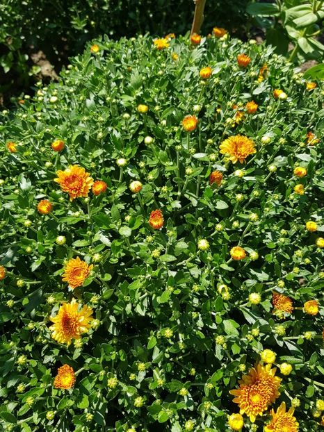 IMG-20200704-WA0024 - DIVERSE 2020