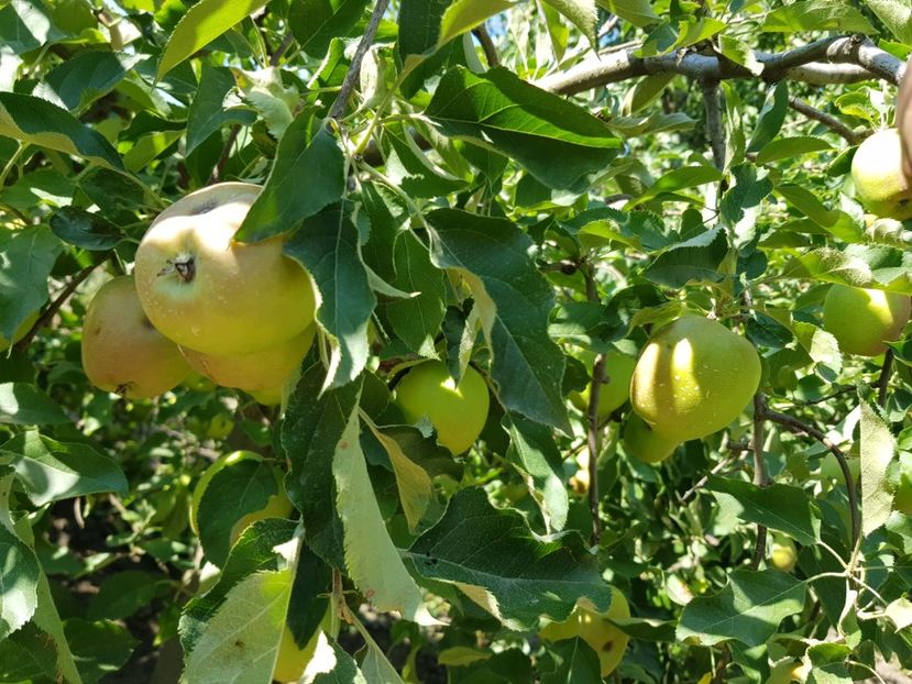 IMG-20200704-WA0023 - DIVERSE 2020