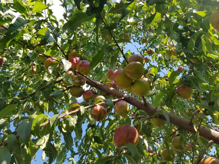 IMG-20200704-WA0021 - DIVERSE 2020