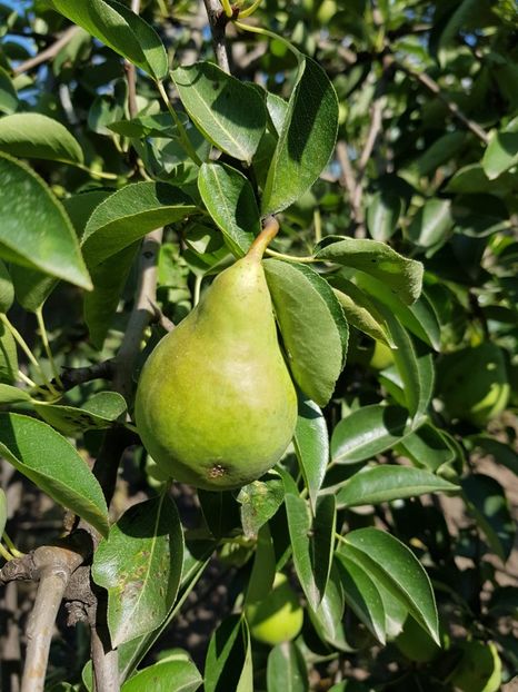 IMG-20200704-WA0020 - DIVERSE 2020