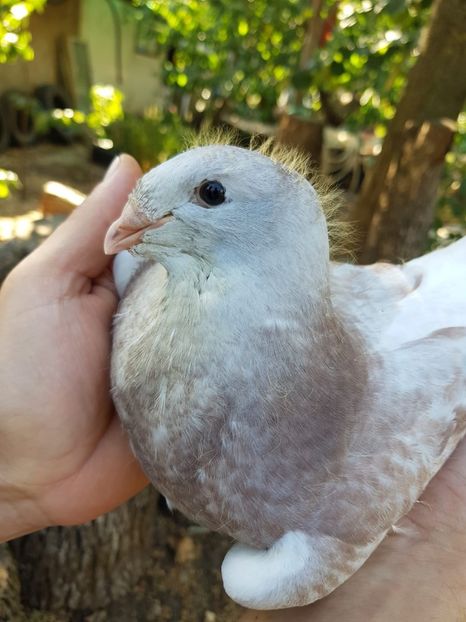 IMG-20200704-WA0053 - Un pui