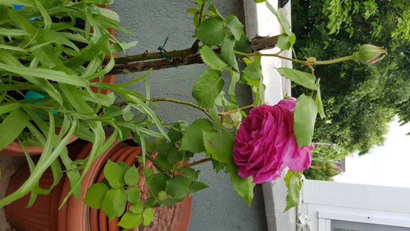 Trandafir de dulceata - Terasa mea 2020