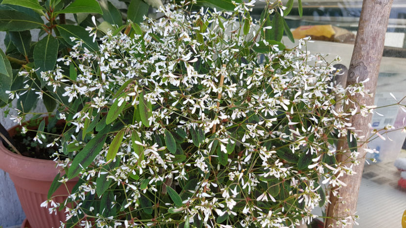 Floare de gheata - Terasa mea 2020