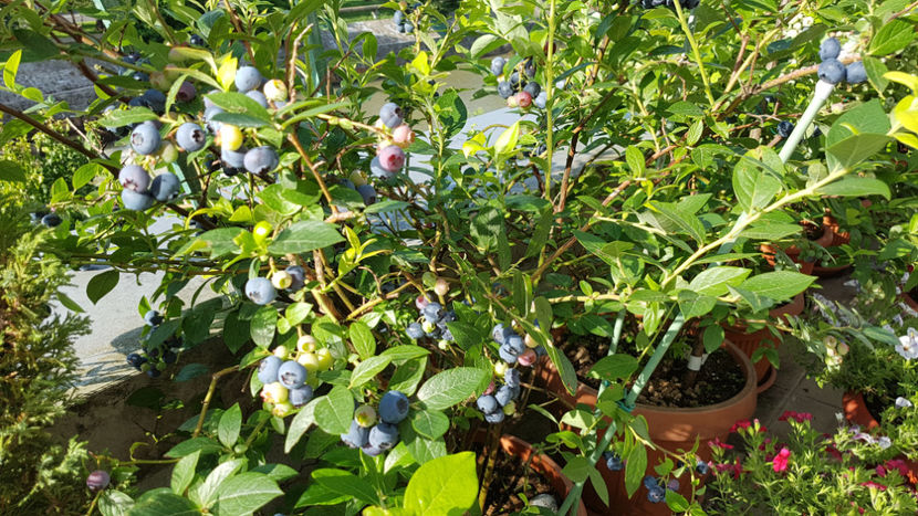 Afin terasa - Terasa mea 2020