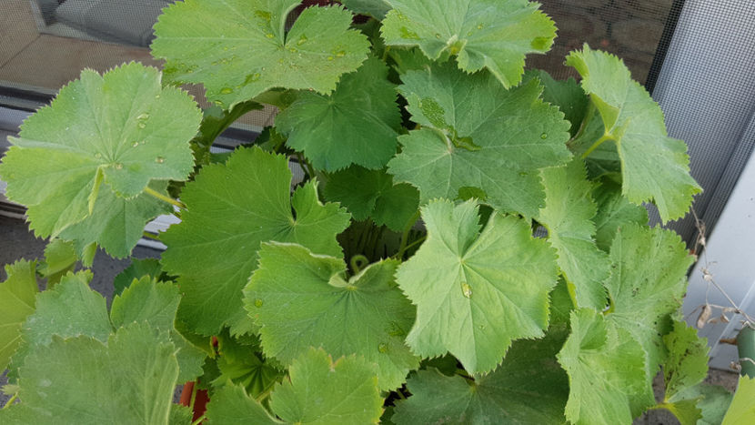 Cretisoara - Terasa mea 2020