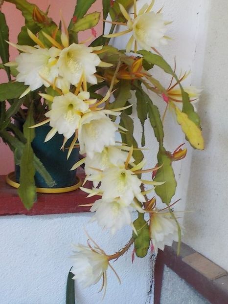  - Genul Epiphyllum