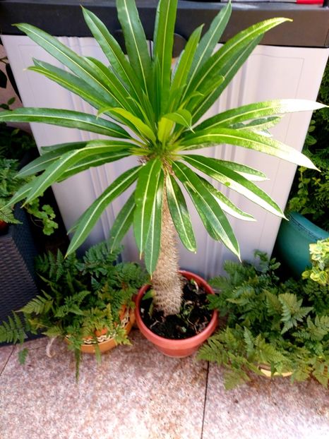  - Suculente si cactusi 2018 - 2019