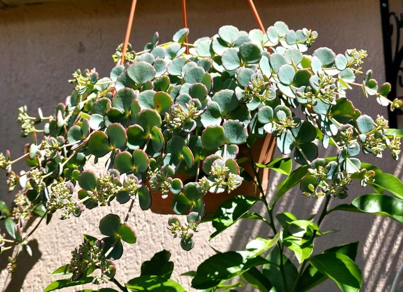  - Suculente si cactusi 2018 - 2019