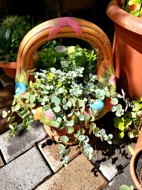  - Suculente si cactusi 2018 - 2019