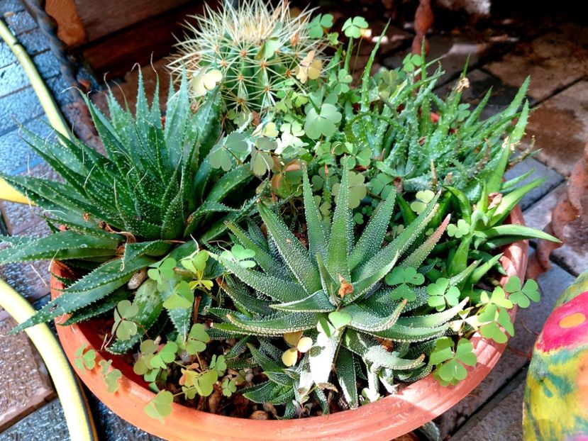  - Suculente si cactusi 2018 - 2019