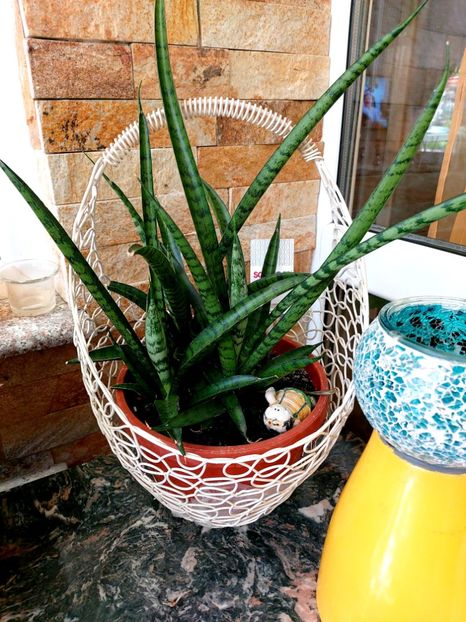  - Suculente si cactusi 2018 - 2019