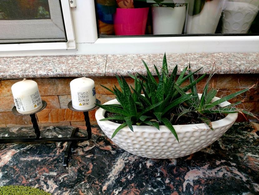  - Suculente si cactusi 2018 - 2019